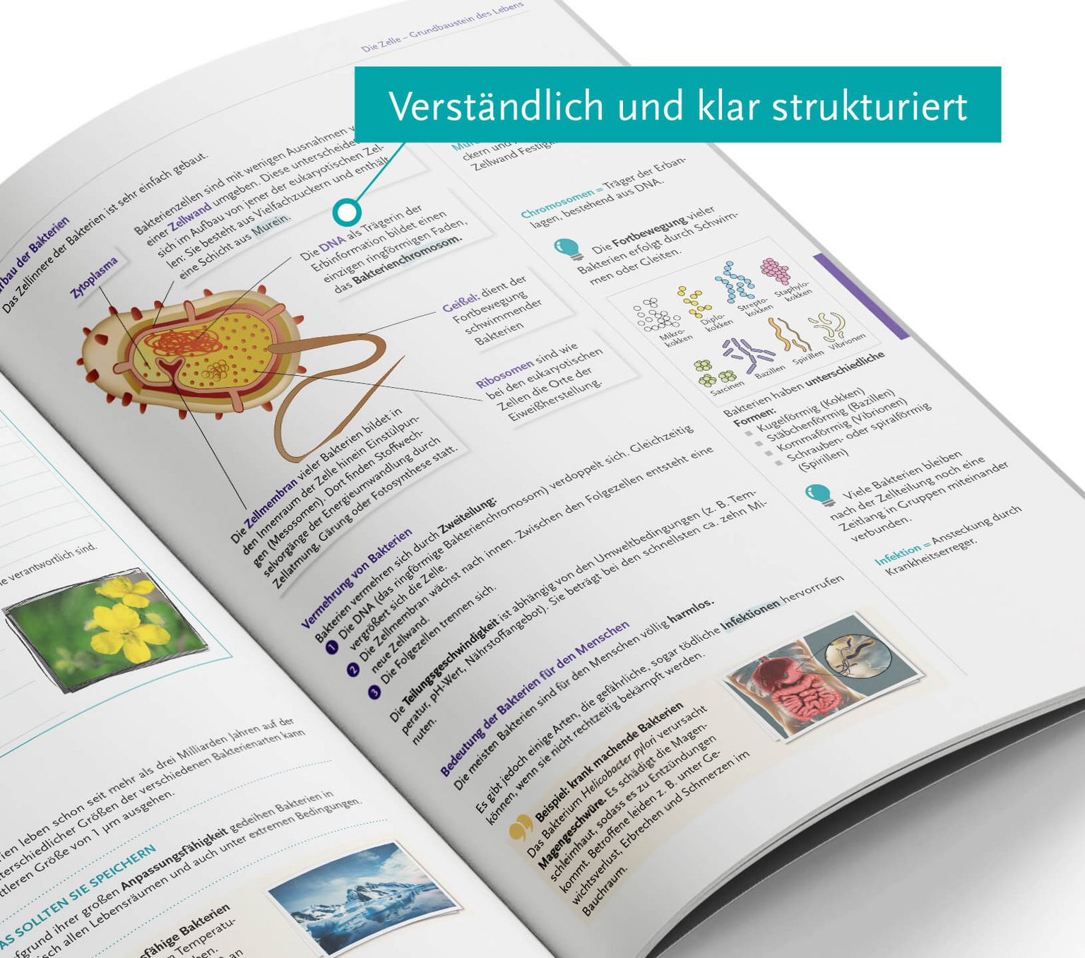 Naturwissenschaften 2 HAS